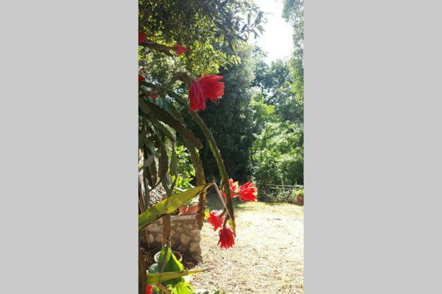 Nel Chianti Lungo La Francigena Apartment Colle Val D'Elsa Bagian luar foto