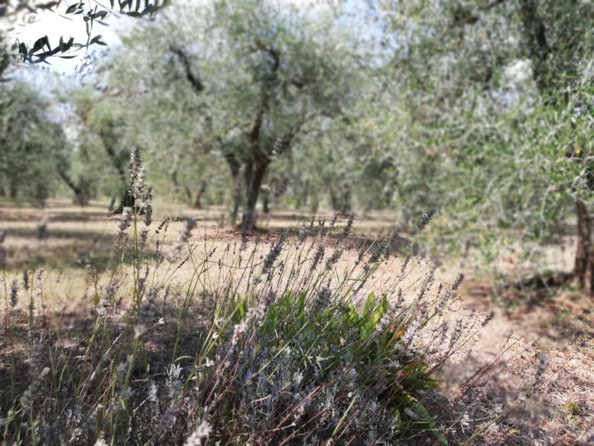 Nel Chianti Lungo La Francigena Apartment Colle Val D'Elsa Bagian luar foto